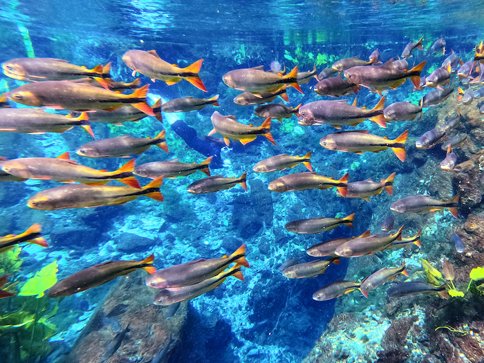 nascente azul flutuação