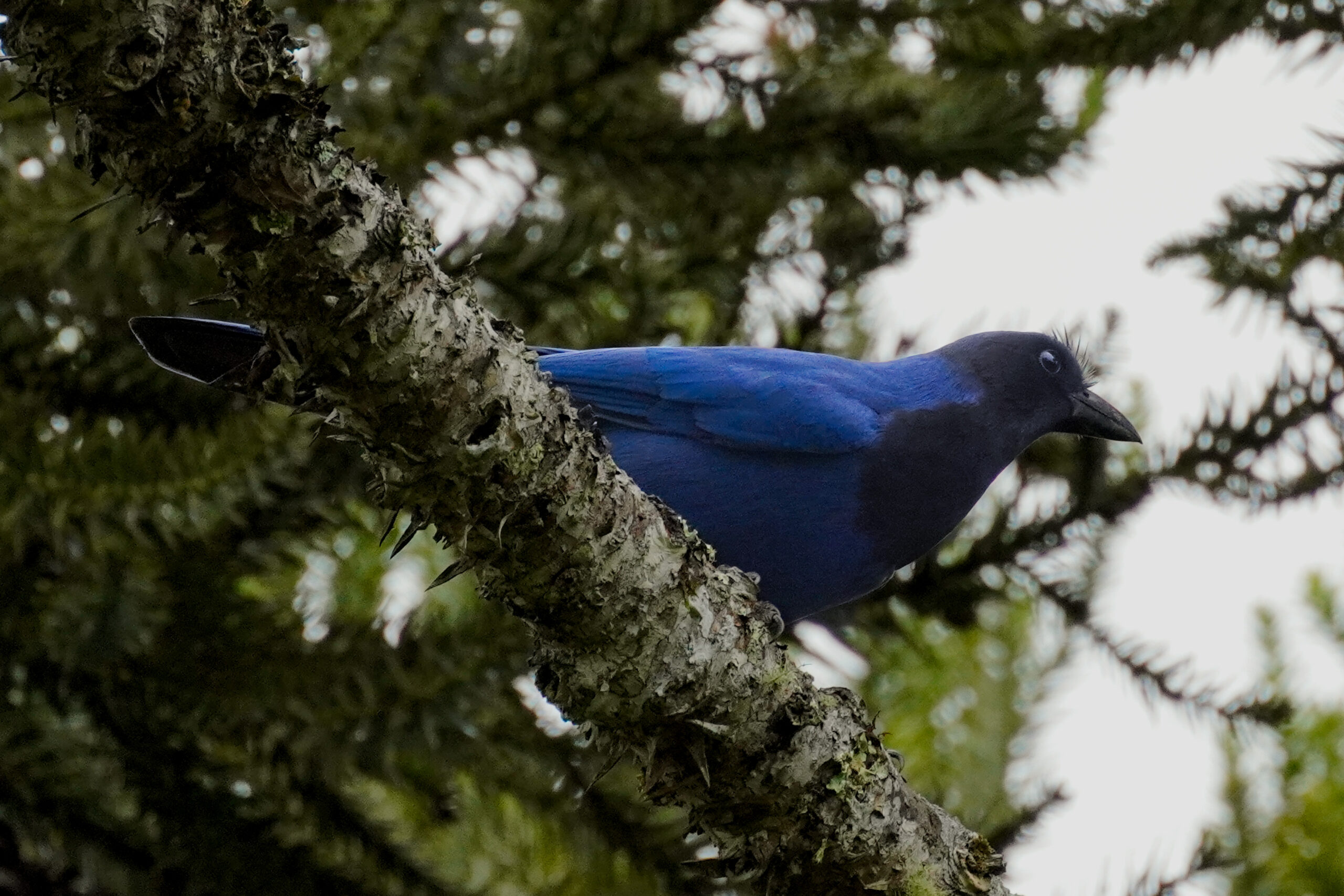 Birdwatching revela diversidade de aves em área de araucárias na Serra Catarinense