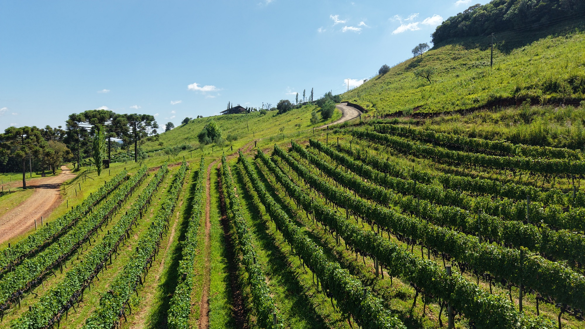 Um brinde à Serra: vinhos de altitude ganham espaço no turismo catarinense